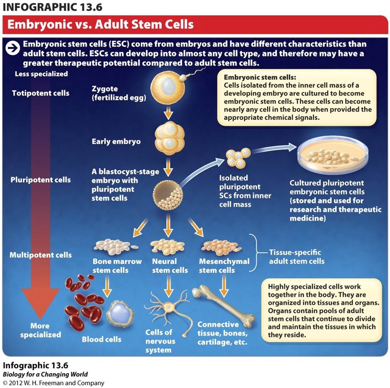 Embryonic Vs Adult Stem Cell Research